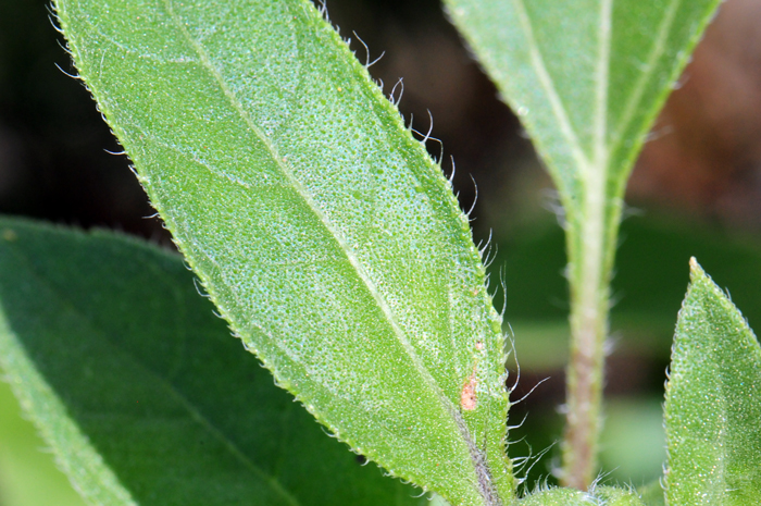 Common Sunflower leaves are bright green, often shiny, the leaves are coarse and rough-hairy (hispid) and most of the leaves are on the upper parts of the plant. The leaves may be coarsely toothed to few teeth to no teeth and some leaves have hairs with small glands on the bottom of each hair (see photo). Helianthus annuus